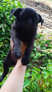 Filhotes Pugs 