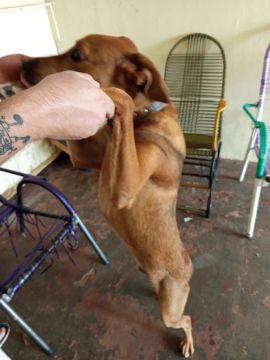 Cachorro para adoção - pastor belga - malinoa