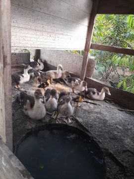 Vendo filhotes  de Pato 