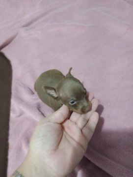 Pinscher chocolate mini pais no local