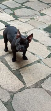 American bully 