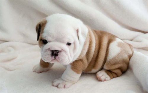 Lindos filhotes de Bulldog Inglês a pronta entrega, consulte!