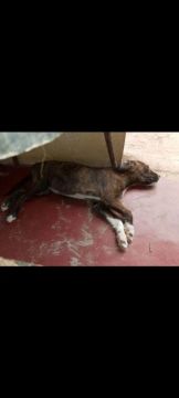 Doa-se essas cachorrinhas