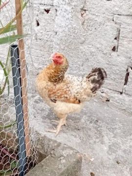 Galinha Caipira Nova