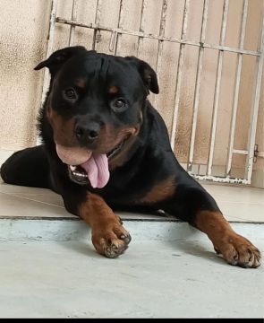 Rottweiler a procura de uma namorada 