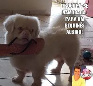 Piquenes albino procura namorada