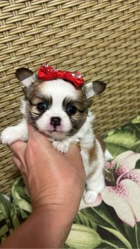 chihuahua micro com pêlagem longa 