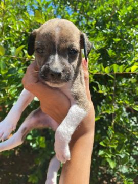 Buscar um lá pra esses cachorrinhos 