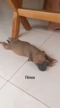 Pitbull
