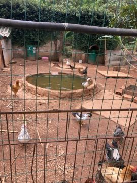 Patos  diversos 