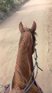 Cavalo para vaquejada 