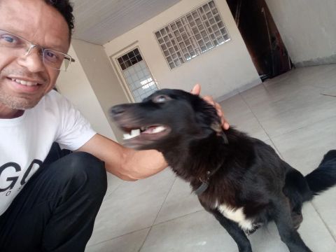 Cachorro preto e branco disponível para adoção