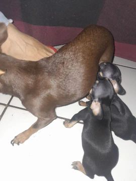 Pinscher