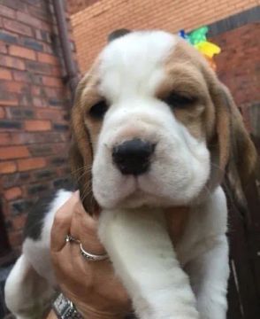 Beagle, 13 polegadas, uma raça otima para crianças 