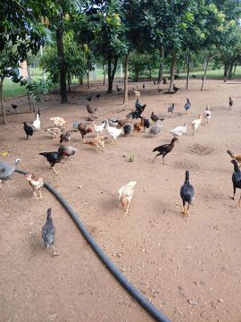 Galinhas, galos, frangas, frangos e pintinhos  CAIPIRA 