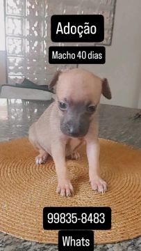 Filhote de cachorro para adoção