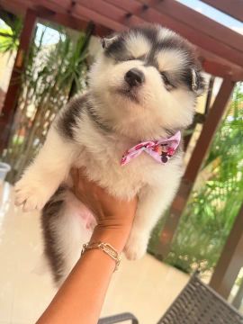 Filhote husky siberiano fêmea 