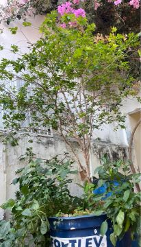 Jabuticaba Sabará 