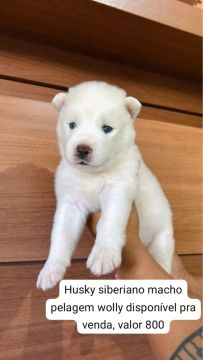Husky Siberiano Macho - Pelagem Wolly