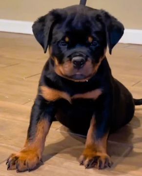 rottweiler alemão chama no whatsapp se tiver interesse ok 
