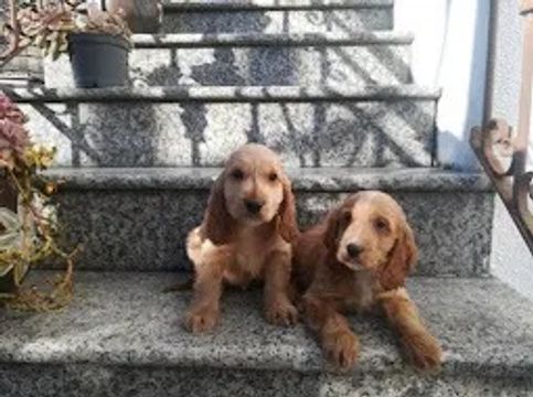 Cocker Spaniel ingles todas as cores 