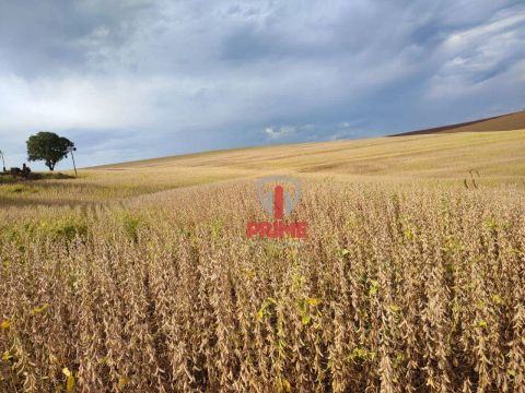 Sítio à venda em Andirá no Paraná. Com 19 Alqueires, plantando 17. 3Km do asfalto.