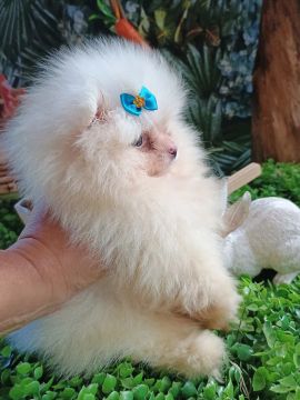 lulu da pomerania 