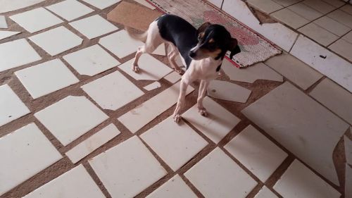 Cachorro Pinscher 