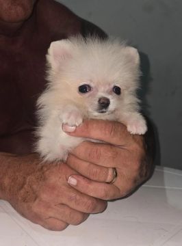 Spitz alemão anão 