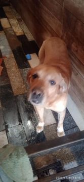Cachorro labrador Puro. Doação , urgente.