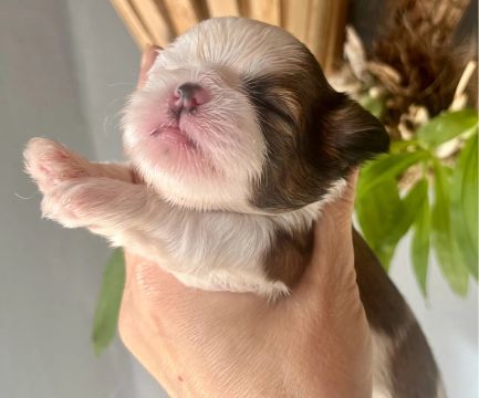 Shih Tzu