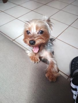 Yorkshire Terrier MACHO Fofo Procurando Novo Lar