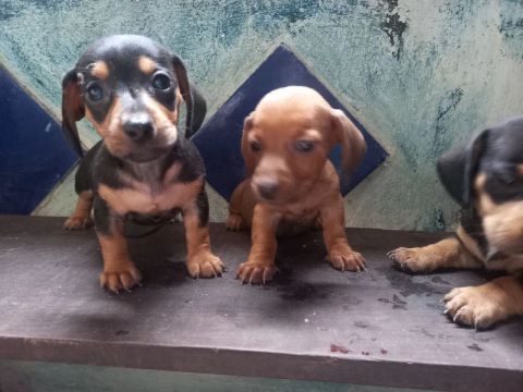 Dachshund  ( salsicha )