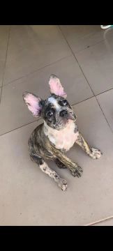Filhote de Bulldog Francês