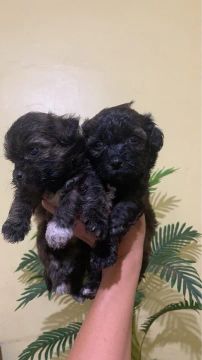  filhotes de poodle femea