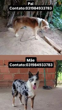 filhote boder cole disponível