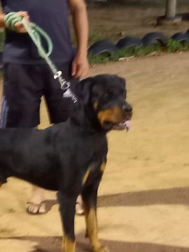Doação de cachorro 