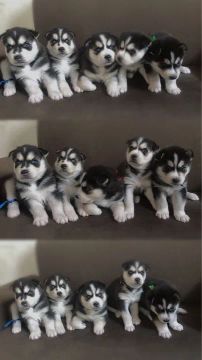 Filhotes de Husky Siberiano