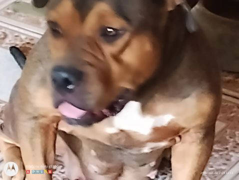 Venda Cachorra Pitbull American Bully 