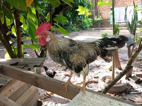 Galo bonito e saudável para venda