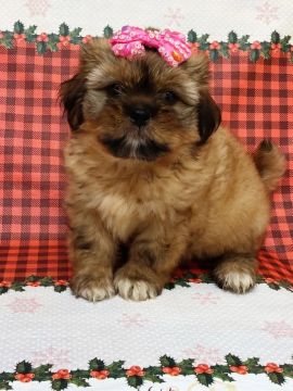 Lhasa Apso filhotes de 45 a 60 dias, a pronta entrega