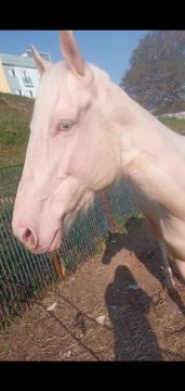 Cavalo Cremelo meio Sangue