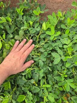 Fazenda com potencial para lavoura e gado.