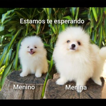 Filhotes spitz alemão. Excelente padrão racial. Preço abaixo do que vale