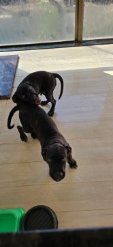 CANE CORSO COM PEDIGREE 