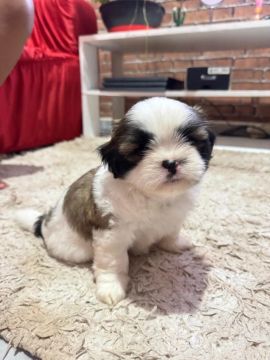Filhote Shih Tzu
