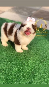 Shih Tzu do Melhor Canil Especializado @CanilNobrezaReal