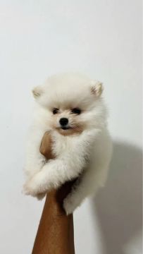Pomeranian filhote