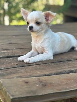 Chihuahua pêlo longo 