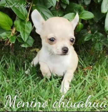 CHIHUAHUA 